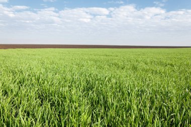 Kış fidan sahada. çim sahada. Bahar, kış yeşil dönüm buğday. Tarım arka planını yeşil fide satır içeren bir alan. Genç kış buğday alanında