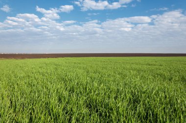 Kış fidan sahada. çim sahada. Bahar, kış yeşil dönüm buğday. Tarım arka planını yeşil fide satır içeren bir alan. Genç kış buğday alanında