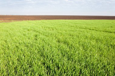Kış fidan sahada. çim sahada. Bahar, kış yeşil dönüm buğday. Tarım arka planını yeşil fide satır içeren bir alan. Genç kış buğday alanında