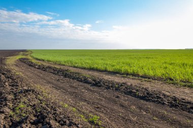 Kış fidan sahada. çim sahada. Bahar, kış yeşil dönüm buğday. Tarım arka planını yeşil fide satır içeren bir alan. Genç kış buğday alanında