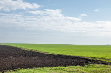 Kış fidan sahada. çim sahada. Bahar, kış yeşil dönüm buğday. Tarım arka planını yeşil fide satır içeren bir alan. Genç kış buğday alanında
