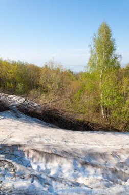 Son kar, yeşil ağaçlar. Bir orman hillside bahar yeşil kar son parça. Yeşil bahar kayın ormanı tepe üzerinde son karda. Nisan hava.