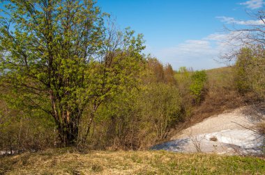 Son kar, yeşil ağaçlar. Bir orman hillside bahar yeşil kar son parça. Yeşil bahar kayın ormanı tepe üzerinde son karda. Nisan hava.