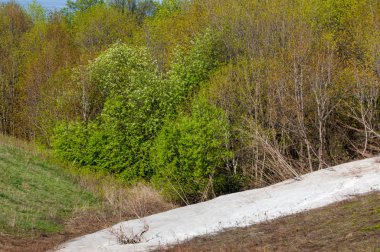 Son kar, yeşil ağaçlar. Bir orman hillside bahar yeşil kar son parça. Yeşil bahar kayın ormanı tepe üzerinde son karda. Nisan hava.