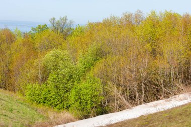 Son kar, yeşil ağaçlar. Bir orman hillside bahar yeşil kar son parça. Yeşil bahar kayın ormanı tepe üzerinde son karda. Nisan hava.
