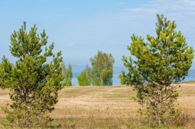 Bahar, büyük bir nehir, renkli ağaçlar. Nehir kenarında yumuşak sabah şafak ışığı içinde filizlenen büyük ağaç. Sakin nehir düşük dağlara akan