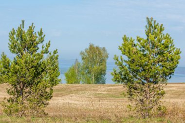 Bahar, büyük bir nehir, renkli ağaçlar. Nehir kenarında yumuşak sabah şafak ışığı içinde filizlenen büyük ağaç. Sakin nehir düşük dağlara akan