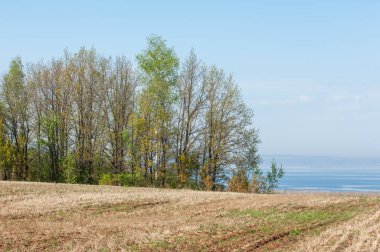 Bahar, büyük bir nehir, renkli ağaçlar. Nehir kenarında yumuşak sabah şafak ışığı içinde filizlenen büyük ağaç. Sakin nehir düşük dağlara akan