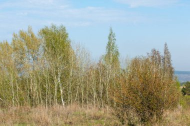 Bahar, büyük bir nehir, renkli ağaçlar. Nehir kenarında yumuşak sabah şafak ışığı içinde filizlenen büyük ağaç. Sakin nehir düşük dağlara akan