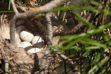 Kuş yumurtaları bir yuvaya. 