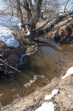 Bahar Orman, solmuş çimen, son kar, sıcak bahar günü, masaüstü duvar kağıtları. Bu fotoğraf iyi tasarım çözümü