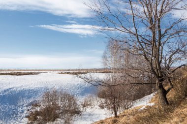Bahar Orman, solmuş çimen, son kar, sıcak bahar günü, masaüstü duvar kağıtları. Bu fotoğraf iyi tasarım çözümü. 