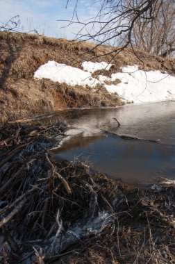Bahar Orman, solmuş çimen, son kar, sıcak bahar günü, masaüstü duvar kağıtları. Bu fotoğraf iyi tasarım çözümü. Kunduzlar bir baraj inşa