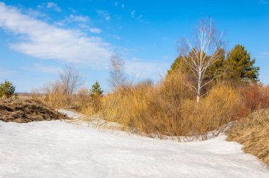 Bahar Orman, solmuş çimen, son kar, sıcak bahar günü, masaüstü duvar kağıtları. Bu fotoğraf iyi tasarım çözümü. 