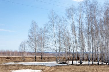 Bahar Orman, solmuş çimen, son kar, sıcak bahar günü, masaüstü duvar kağıtları. Bu fotoğraf iyi tasarım çözümü. 