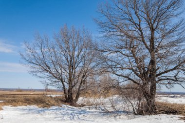 Bahar Orman, solmuş çimen, son kar, sıcak bahar günü, masaüstü duvar kağıtları. Bu fotoğraf iyi tasarım çözümü. 