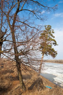 Bahar çam ormanı. Nehir buz. bahar mevsimi. Bahar, Bahar, springtide, birinci sınıf. sezon sonra kış ve yaz önce hangi bitki örtüsü gelmeye başladı, 