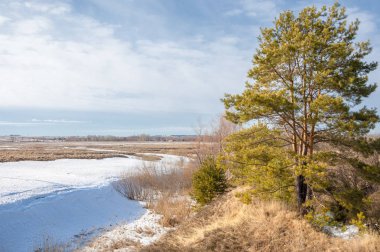 Alanını bahar. son kar. çam ağacı. Bahar, springtide, birinci sınıf