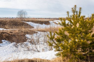 Alanını bahar. son kar. çam ağacı. Bahar, springtide, birinci sınıf