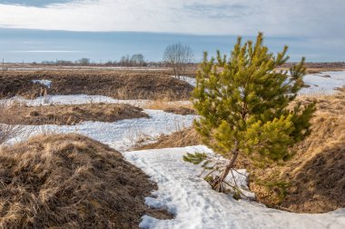 Bahar çam ormanı. bahar mevsimi. Bahar, Bahar, springtide, birinci sınıf. sezon sonra kış ve yaz önce hangi bitki örtüsü gelmeye başladı, 