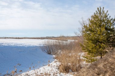 Alanını bahar. son kar. çam ağacı. Bahar, springtide, birinci sınıf
