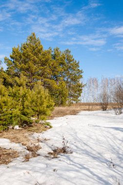 Alanını bahar. son kar. çam ağacı. Bahar, springtide, birinci sınıf