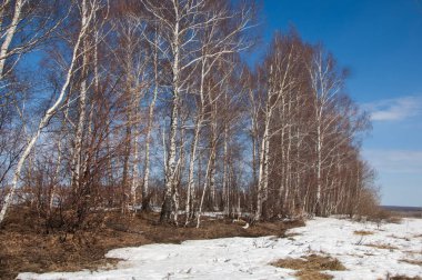 Orman erken ilkbaharda huş ağacı. Erken Bahar orman. ilk sıcak gün