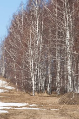 Orman erken ilkbaharda huş ağacı. Erken Bahar orman. ilk sıcak gün