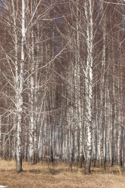 Orman erken ilkbaharda huş ağacı. Erken Bahar orman. ilk sıcak gün