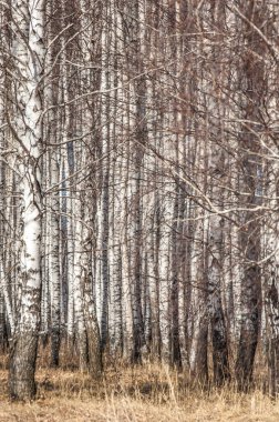 Orman erken ilkbaharda huş ağacı. Erken Bahar orman. ilk sıcak gün