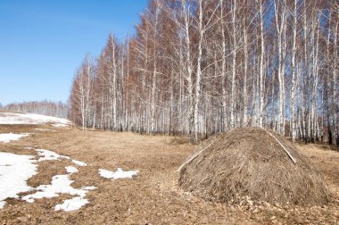 Orman erken ilkbaharda huş ağacı. Erken Bahar orman. ilk sıcak gün