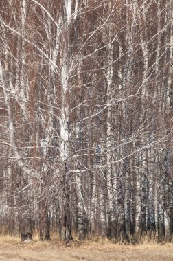 Orman erken ilkbaharda huş ağacı. Erken Bahar orman. ilk sıcak gün