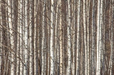 Orman erken ilkbaharda huş ağacı. Erken Bahar orman. ilk sıcak gün