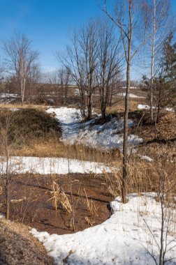 Orman erken ilkbaharda huş ağacı. Erken Bahar orman. ilk sıcak gün