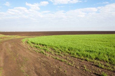 Kış fidan sahada. çim sahada. Bahar, kış yeşil dönüm buğday. Tarım arka planını yeşil fide satır içeren bir alan. Genç kış buğday alanında