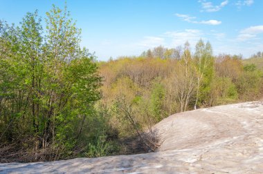 Son kar, yeşil ağaçlar. Bir orman hillside bahar yeşil kar son parça. Yeşil bahar kayın ormanı tepe üzerinde son karda. Nisan hava.