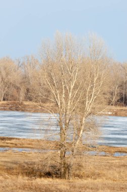 Bahar River, buz Nehri üzerinde. çıplak ağaçlar ve mavi gökyüzünde güzel bulutlar güzel bahar manzara nehir buz ile erimiş