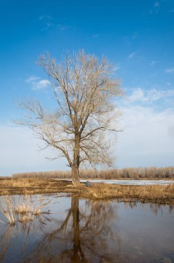 Bahar River, buz Nehri üzerinde. çıplak ağaçlar ve mavi gökyüzünde güzel bulutlar güzel bahar manzara nehir buz ile erimiş