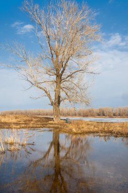 Bahar River, buz Nehri üzerinde. çıplak ağaçlar ve mavi gökyüzünde güzel bulutlar güzel bahar manzara nehir buz ile erimiş