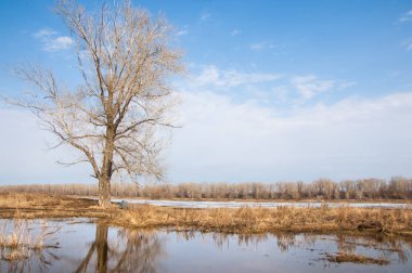 Bahar River, buz Nehri üzerinde. çıplak ağaçlar ve mavi gökyüzünde güzel bulutlar güzel bahar manzara nehir buz ile erimiş