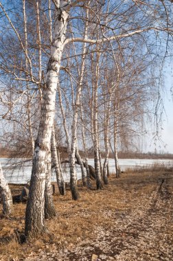 Bahar River, buz Nehri üzerinde. çıplak ağaçlar ve mavi gökyüzünde güzel bulutlar güzel bahar manzara nehir buz ile erimiş