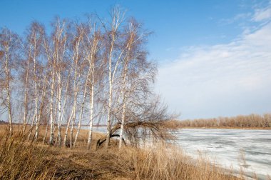 Bahar River, buz Nehri üzerinde. çıplak ağaçlar ve mavi gökyüzünde güzel bulutlar güzel bahar manzara nehir buz ile erimiş