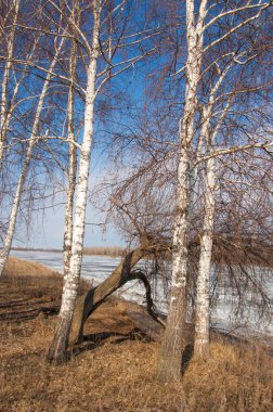 Bahar River, buz Nehri üzerinde. çıplak ağaçlar ve mavi gökyüzünde güzel bulutlar güzel bahar manzara nehir buz ile erimiş