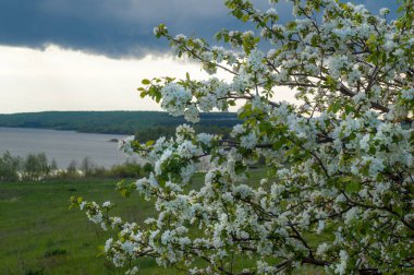 Bahar elma çiçeği Nehri günbatımı. Sunset Bulvarında bir çayır çiçek açan ağaçlar bahar manzara ile. 