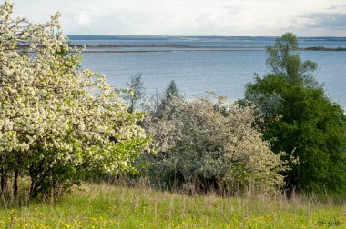 Bahar elma çiçeği Nehri günbatımı. Sunset Bulvarında bir çayır çiçek açan ağaçlar bahar manzara ile. 