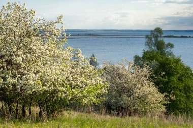 Bahar elma çiçeği Nehri günbatımı. Sunset Bulvarında bir çayır çiçek açan ağaçlar bahar manzara ile. 