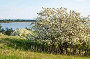 Bahar elma çiçeği Nehri günbatımı. Sunset Bulvarında bir çayır çiçek açan ağaçlar bahar manzara ile. 