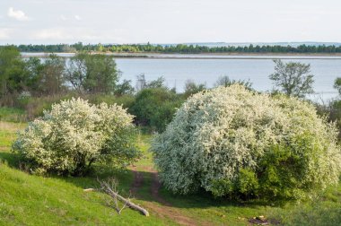 Bahar elma çiçeği Nehri günbatımı. Sunset Bulvarında bir çayır çiçek açan ağaçlar bahar manzara ile. 