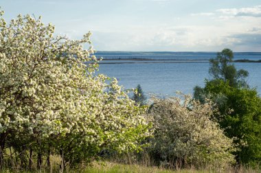 Bahar elma çiçeği Nehri günbatımı. Sunset Bulvarında bir çayır çiçek açan ağaçlar bahar manzara ile. 