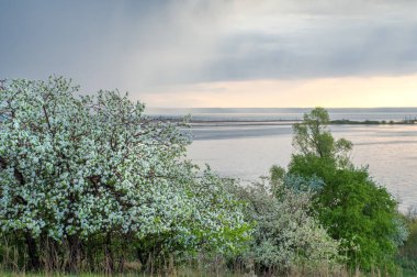 Bahar elma çiçeği Nehri günbatımı. Sunset Bulvarında bir çayır çiçek açan ağaçlar bahar manzara ile. 